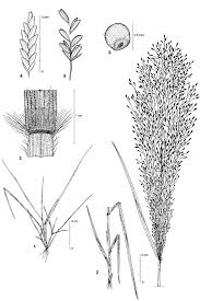 Image result for Eragrostis aspera