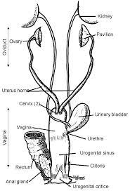 Medirabbit Female Rabbit Rabbit Anatomy Reproductive System