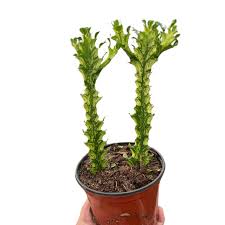 Image result for Saintpauliopsis