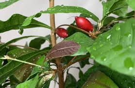 Image result for Synsepalum