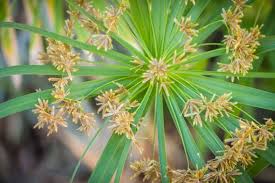 Image result for Cyperus denudatus