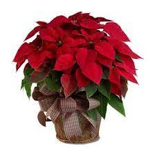 50 Most Beautiful Flowers In The World Flor De Nochebuena Nochebuena Navidad Nochebuena