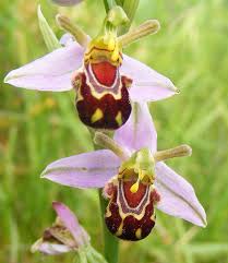 The flowers are most often white or purple and white. 17 Flowers That Look Like Something Else Bored Panda