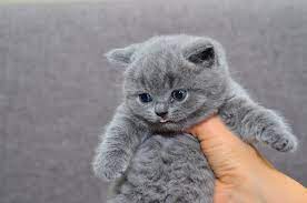 1 Month Cute Cats Cats American Shorthair Cat