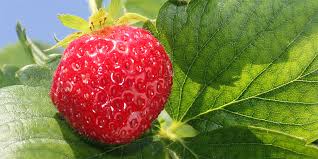 The european bank for reconstruction and development (ebrd) invests in changing lives. Erdbeeren Nabu