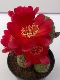 So do hedgehogs make good pets? Cactus Oo Blooming Cactus Cactus Plants Cactus Flower