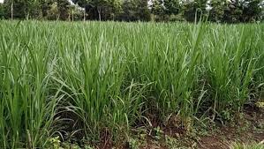 Setelah rumput gajah mini selesai di tanam anda tentunya harus melakukan perawatan supaya rumput gajah mini bisa berkembang baik sesuai dengan harapan. Panduan Lengkap Cara Menanam Rumput Gajah Dengan Stek Batang Bagi Pemula Faunadanflora Com