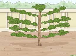 Image result for pruning plum trees