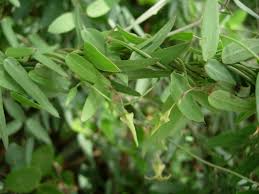 Image result for Pentarrhinum