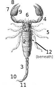 Scorpion Wikipedia