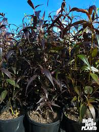 Image result for Strobilanthes anisophylla