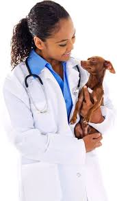 1.431 beğenme · 531 kişi bunun hakkında konuşuyor · 422 kişi buradaydı. Guilford College Animal Hospital Greensboro S Top Veterinarians