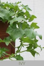 German Ivy Plants For Hanging Baskets Plants Hanging Baskets