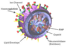 Household members should also avoid touching their eyes, nose, and mouth with unwashed hands. Influenza Pandemic Wikipedia