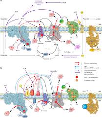 Azam lim is on facebook. Oncogenic Pathways And The Electron Transport Chain A Dangeros Liaison British Journal Of Cancer