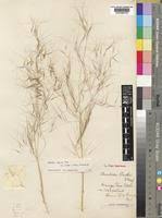 Image result for Aristida diffusa