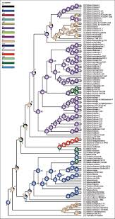 Image result for Salacia madagascariensis