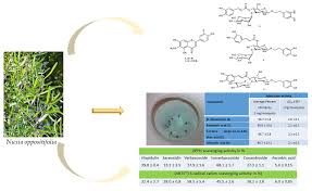 Image result for Nuxia oppositifolia