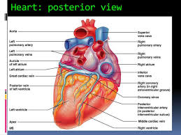 Check spelling or type a new query. Ppt Chapter 18 Anatomy Of The Cardiovascular System Powerpoint Presentation Id 1897320