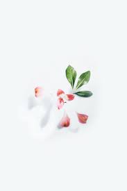Download, share or upload your own one! 100 000 Best White Background Photos 100 Free Download Pexels Stock Photos