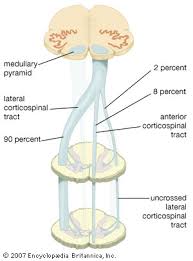 Fibers arising from the lowest part of the body (the sacral long descending tracts. Human Nervous System Descending Spinal Tracts Britannica