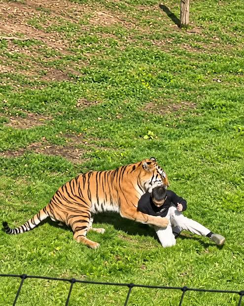 🚨 Yorkshire Wildlife Park reopens as tiger Altai is seen for the first  time since the tragic incident Yorkshire Wildlife Park has reopened its  doors following the heartbreaking death of 24-year-old W