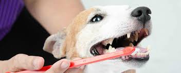 Dec 04, 2019 · that said, according to nationwide pet insurance, their average claim for a pet dental cleaning was $190, which increased to $404 when dental disease required treatment. Cost Of Teeth Cleaning Teethwalls