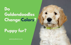 Do Goldendoodles Shed Their Fur Are Goldendoodles Hypoallergenic What Determines The Color Of A Goldendoodle So Do Goldend Goldendoodle Puppy Coats Puppies