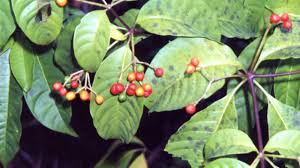 Image result for Rauvolfia vomitoria