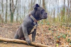 Blue fawn brindle english bulldog. Blue English Bulldog Get To Know This Rare Colored Bully