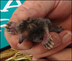 Why should i hire a b & c service pro when you can learn. Mole Removal Control Waco Tx Aaac Wildlife Removal