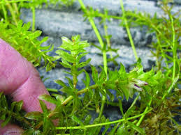 Image result for Hydrilla