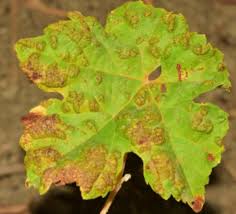 Image result for Colomerus vitis