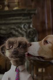 There are plenty of types of insurance policies you buy for peace of mind but never expect t. Compare Time Limited Pet Insurance Quotes Comparethemarket Com