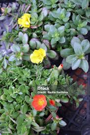 Image result for Portulacaceae