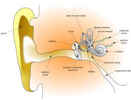 Pin On Sensory Organs The external ear can be functionally and structurally split into two sections; pin on sensory organs