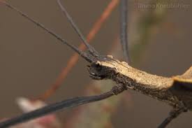 Image result for Pseudobromus