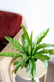 Image result for Asplenium