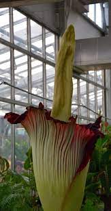 Jeremiahsplants Carnivorous Plants Plants Denver Botanic Gardens