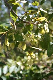 Image result for Hymenocardia