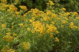 Image result for Tanacetum