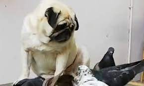 Adorable Pug Looks Depressed As He Sits And Watches Pigeons Steal Food From Right Under His Snout Daily Mail Online
