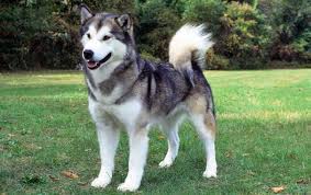 Maybe you would like to learn more about one of these? Malamoyt Alaskas Mia Isxyrh Kai Omorfh Fylh Alpha Dogs