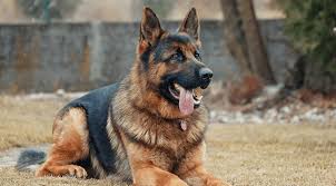 Maybe you would like to learn more about one of these? Gastropexy Hartrick Veterinary Clinic Located In Royal Oak Michigan