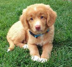 Maple The Nova Scotia Duck Tolling Retriever Cute Dogs Breeds Retriever Puppy Cute Dogs