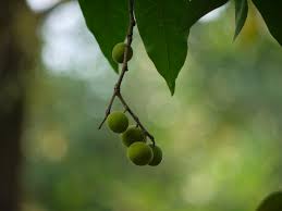 Image result for Ficus exasperata