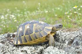 Greek Tortoise