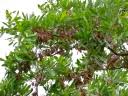 Image result for Terminalia trichopoda