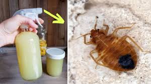Homemade Bed Bug Spray With Vinegar And Alcohol Get Rid Of Bed Bugs Permanently Youtube