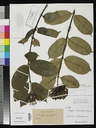 Image result for Alafia caudata